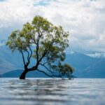 A view of an old tree in a lake with the snow-covered mountains in the background on a cloudy day